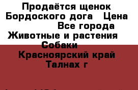 Продаётся щенок Бордоского дога › Цена ­ 37 000 - Все города Животные и растения » Собаки   . Красноярский край,Талнах г.